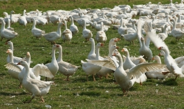 Lżej dla hodowców drobiu