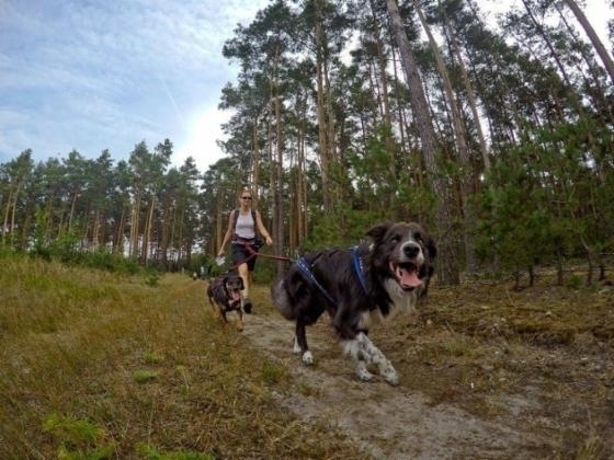 Zaproszenie na dogtrekking w Sławie