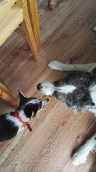 Happy poleca się do adopcji