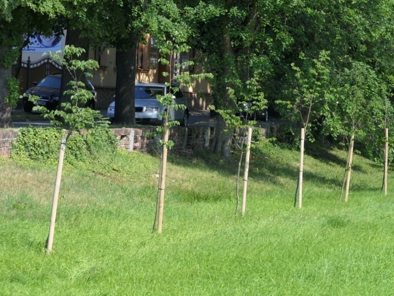 Drzewa były drzew nie ma. Nasadzono je przez pomyłkę
