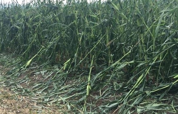 Sława Do 17 października można składać wnioski o oszacowanie strat po huraganie