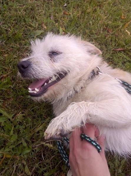 Groszek poleca się do adopcji