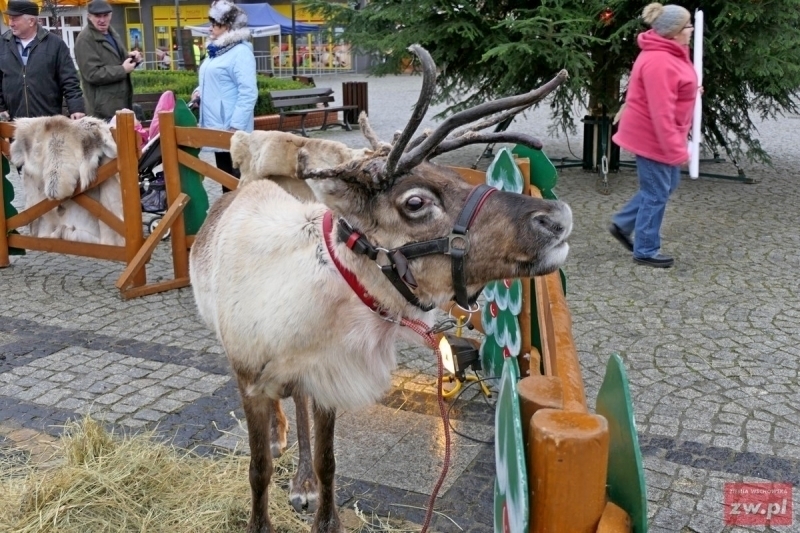 Mikołaj elfy śnieżynki i renifery w Sławie