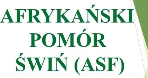 Jak postępować w przypadku znalezienia padłego dzika Uwaga zagrożenie ASF