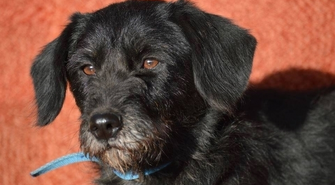 Pomóż znaleźć dom dla Soni 