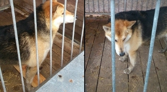 Pies wszedł do domu, Straż Miejska szuka właściciela