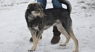 Zaadoptuj rocznego psa