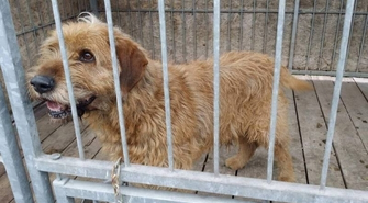 Poszukiwany właściciel "Rudego"