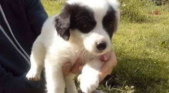 Szczeniaki do adopcji 