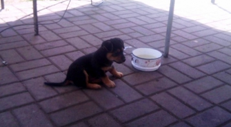 Szukamy dobrego domu dla szczeniaka