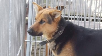 Szukamy właściciela 