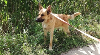 Właściciel psa poszukiwany