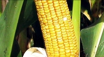 HZZ Osowa Sień: Dni Pola Kukurydzy