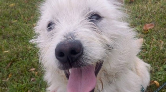 Groszek poleca się do adopcji