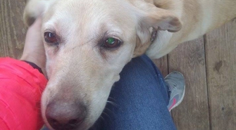 Znaleziona psa w typie labradora 