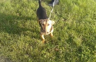 Pomóż znaleźć dom dla Tosi