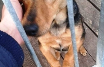 Pomóż znaleźć dom dla Tosi