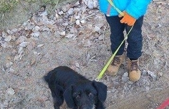 Pomóż znaleźć dom dla Soni