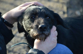 Pomóż znaleźć dom dla Soni