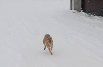 Pomóż znaleźć dom dla Bezy