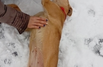 Pomóż znaleźć dom dla Bezy