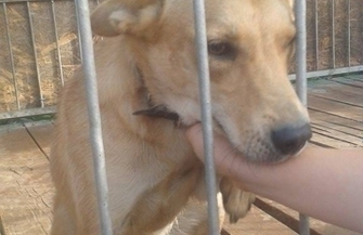 Pomóż znaleźć dom dla Bezy