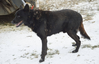Pomóż znaleźć dom dla Leo