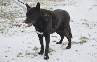 Pomóż znaleźć dom dla Leo