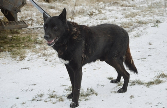 Pomóż znaleźć dom dla Leo
