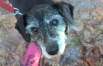 Czy ktoś jeszcze pokocha Baję