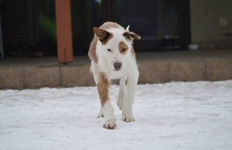 Pomóż znaleźć dom dla Marleya