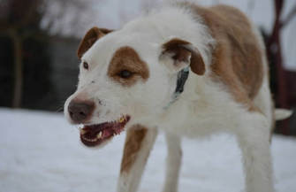 Pomóż znaleźć dom dla Marleya