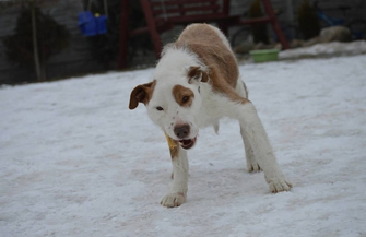 Pomóż znaleźć dom dla Marleya