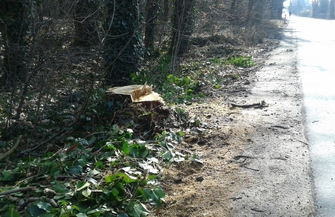 Wystające pnie na poboczu drogi do Nowych Ogrodów