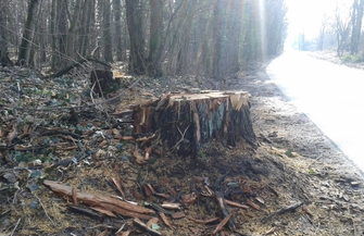 Wystające pnie na poboczu drogi do Nowych Ogrodów