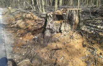 Wystające pnie na poboczu drogi do Nowych Ogrodów