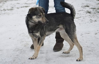 Zaadoptuj rocznego psa