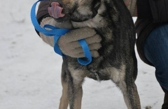 Zaadoptuj rocznego psa