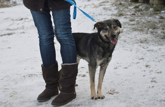 Zaadoptuj rocznego psa