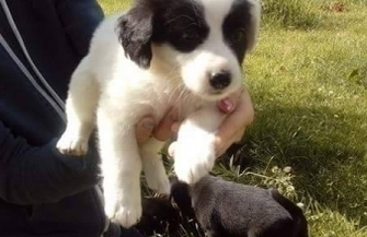 Szczeniaki do adopcji