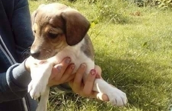 Szczeniaki do adopcji