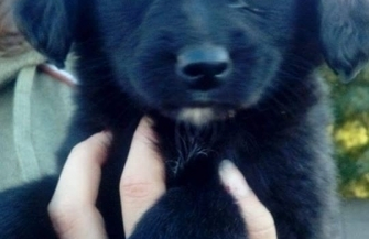 Szczeniaki do adopcji