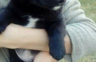 Szczeniaki do adopcji