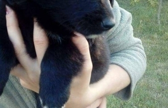 Szczeniaki do adopcji