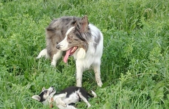 Happy poleca się do adopcji