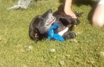 Szukamy pilnie domu dla Soni