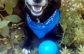 Szukamy pilnie domu dla Soni