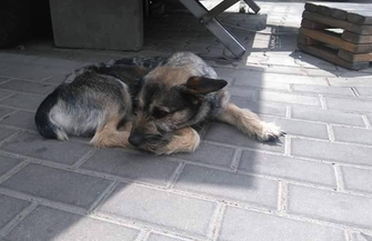 Szukamy najlepszego domu dla Borysa