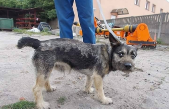 Szukamy najlepszego domu dla Borysa