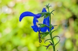 Pachnące zioła na dziedzińcu muzeum